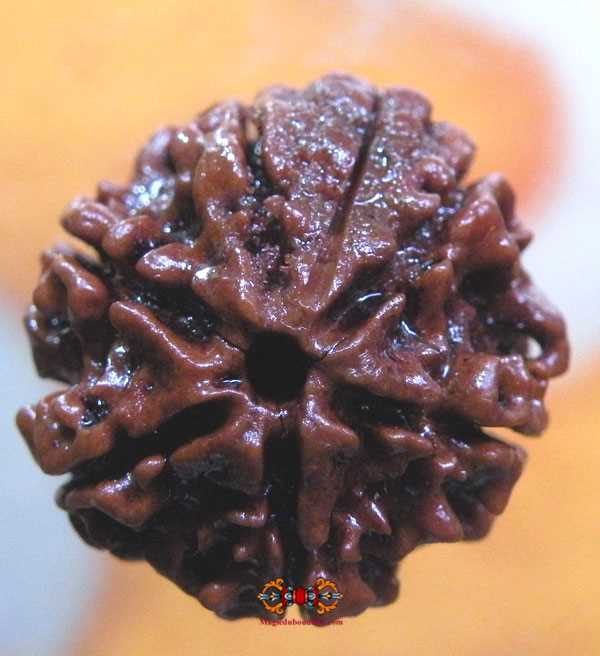 faux rudraksha